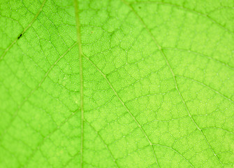Grünes Blatt - Chlorophylle