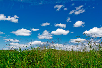 Green grass and blue sky. Horizontal image