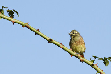 Emberiza cirlus - Bruant zizi - Cirl Bunting