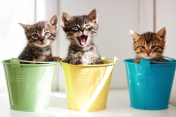 Funny kittens