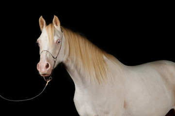 cremello welsh pony mare