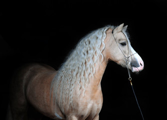 welsh pony studio shot © Olga Itina