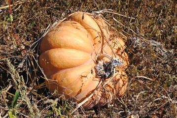 citrouille