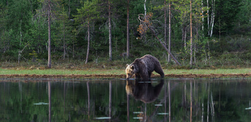 European brown bear drinking © moboPhoto