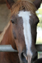 cavallo