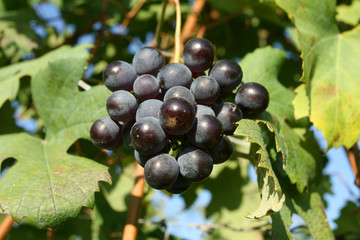 Vitigno di nebbiolo da barolo