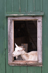 goat in barn window
