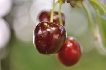 Kirschen am Baum