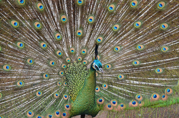 Obraz premium peacock