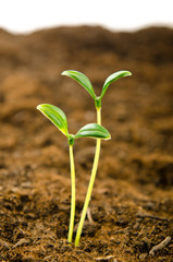 Green seedlings in new life concept