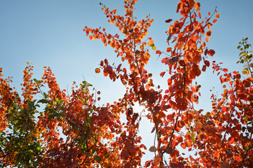Autumn tree with red leafs