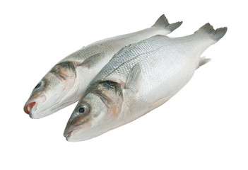 Fresh seabass fish isolated on white background