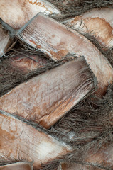 Palm bark
