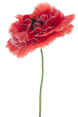Fototapeta premium poppy