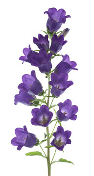 bellflower