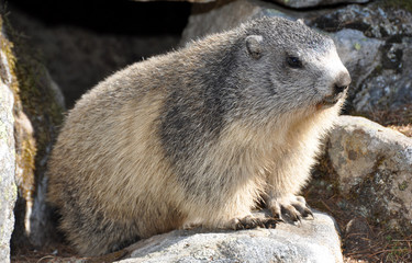 marmotte regard à droite