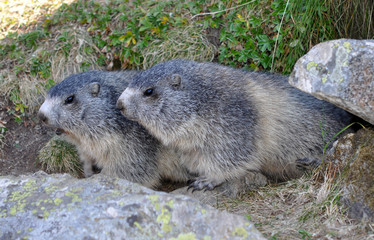 duo de marmottes