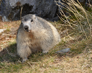 grosse marmotte automne