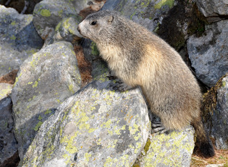 marmotte faisant le guet regard à gauche