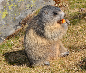 marmotte grignotant regard droite