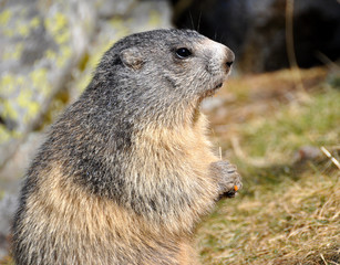 profil marmotte macro