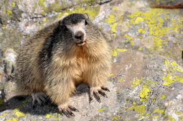 marmotte face