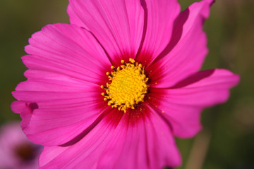 Fototapeta premium Cosmos, fleur des prés
