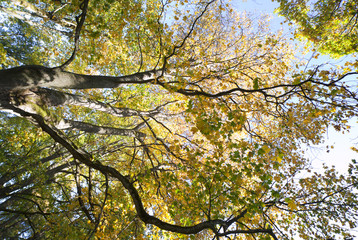 Obraz premium Autumn in trees.