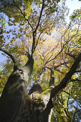 Fototapeta premium Autumn in trees.