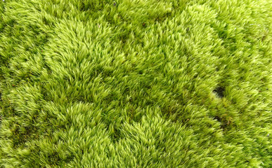 Green moss background