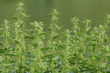 nettle  flowers near meuse, ardennes