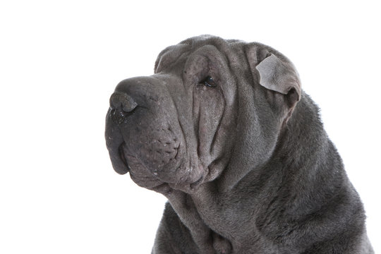 probl&egrave;me de peau du shar pei - dermatose, dermatite