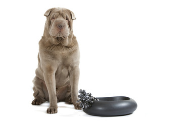 shar pei digne devant ses jouets