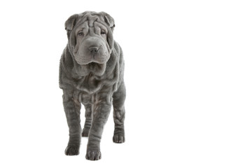 shar pei debout de face en studio