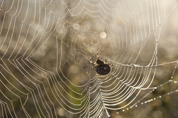 diadem spider