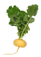 fresh turnip on white background