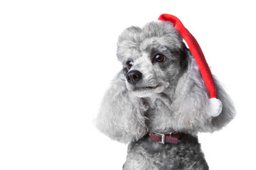 small gray poodle with red christmas cap
