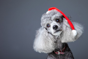 small gray poodle with red christmas cap - 35790410