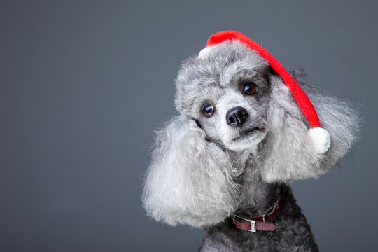 small gray poodle with red christmas cap