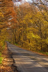 Autumn Road