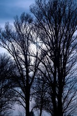 Leafless Trees