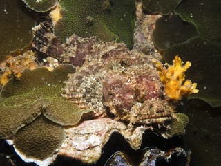 Raggy Scorpianfish - Scorpaenopsis venosa