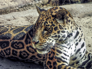 [HDR] Jaguar