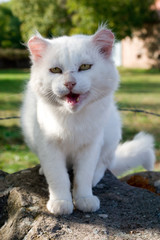 Naklejka na ściany i meble cute white cat