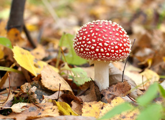 Мухомор.