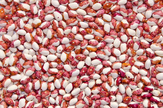 summer end bean yeild background