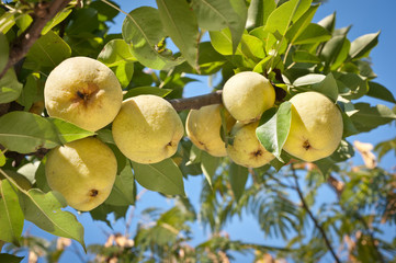 pears on tree