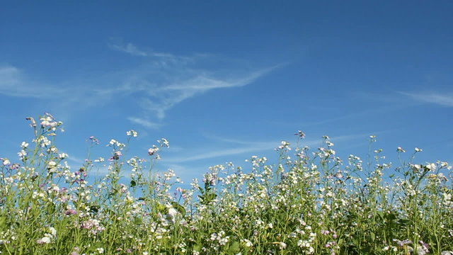 Schmetterlinge