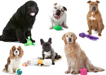 six chiens et chacun posséde son jouet