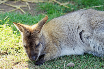 stunning wallaby